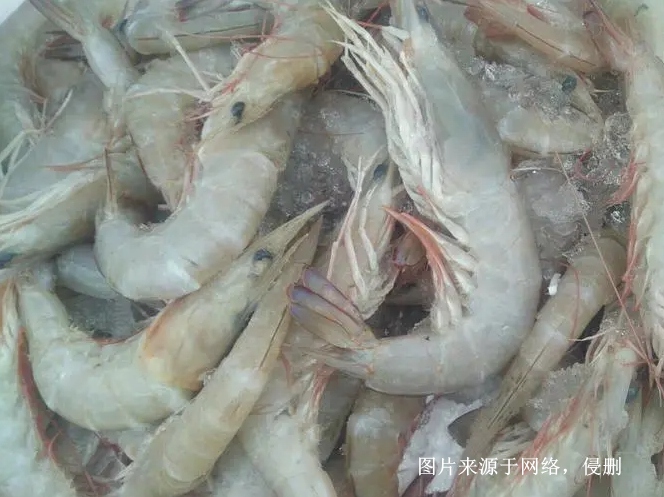 緬甸冷凍麻蝦進口報關流程到廣州南沙代理海鮮案例